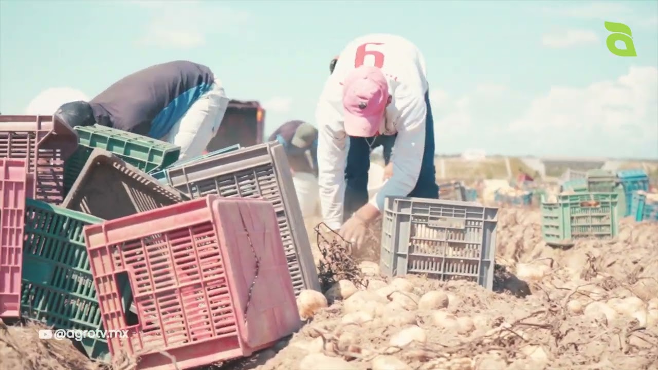 Latidos del Campo: El Cultivo de Papa en México
