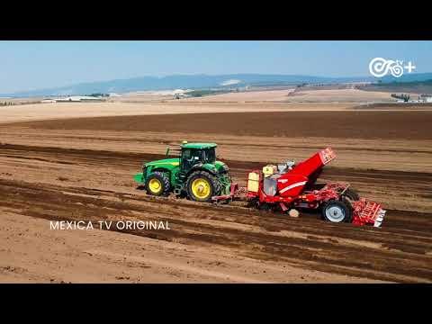 Semillas de mi Tierra: Siembra mecanizada de papa en Perote