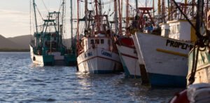 Embarcaciones de pesca de camarón en Topolobampo, Sinaloa.