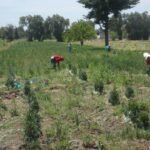 Trabajo de cultivo de cebollín en Palmarito Tochapán, Puebla, fotografía de archivo de 2014; no muestra la Expo Hortícola 2026.