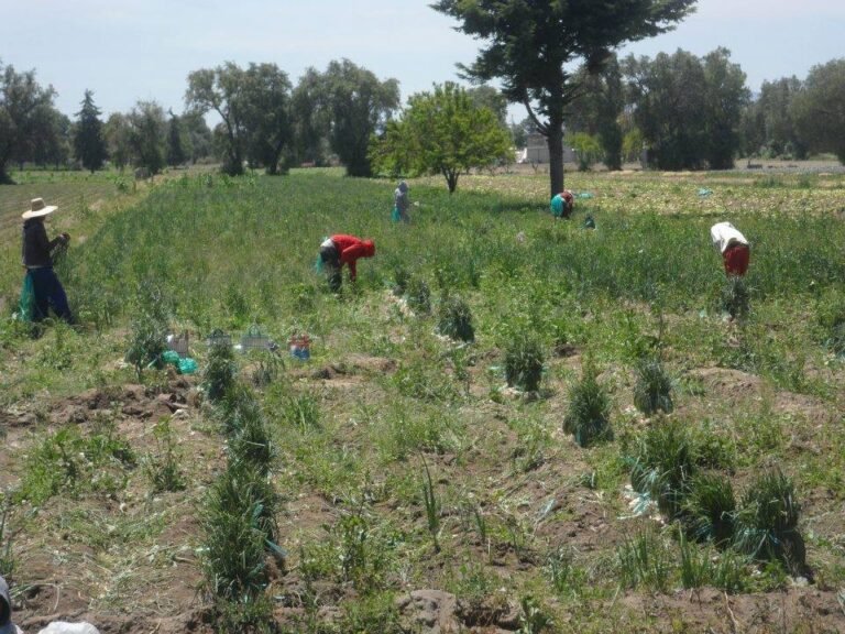 Trabajo de cultivo de cebollín en Palmarito Tochapán, Puebla, fotografía de archivo de 2014; no muestra la Expo Hortícola 2026.