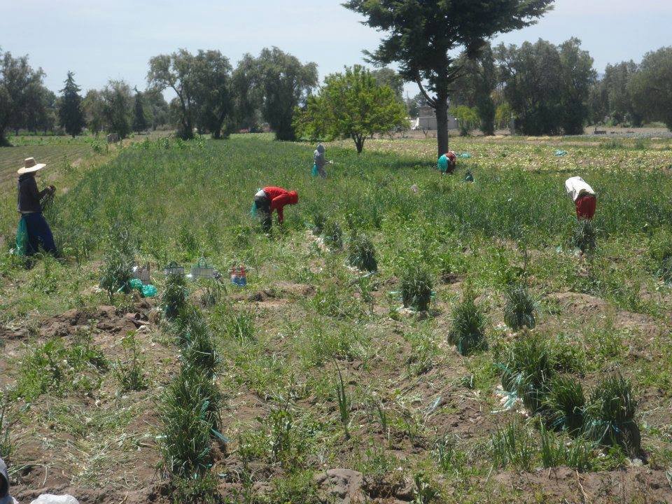 Trabajo de cultivo de cebollín en Palmarito Tochapán, Puebla, fotografía de archivo de 2014; no muestra la Expo Hortícola 2026.