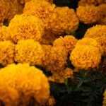 Flores de cempasúchil fotografiadas en 2025 por Isra Rulowsinsky; imagen de archivo, no del festival de Reforma 2026.
