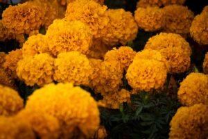 Flores de cempasúchil fotografiadas en 2025 por Isra Rulowsinsky; imagen de archivo, no del festival de Reforma 2026.