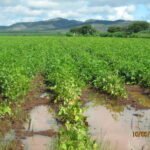 Cultivo de frijol en Indé, Durango, fotografiado en septiembre de 2008. Archivo: no muestra las condiciones del ciclo 2026.