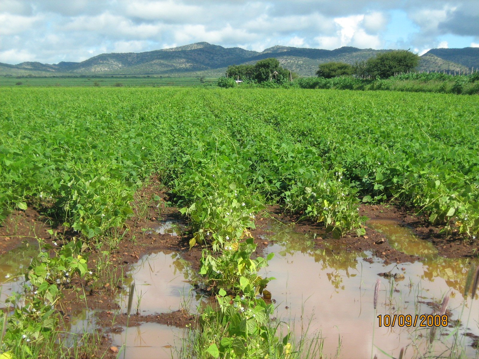 Cultivo de frijol en Indé, Durango, en septiembre de 2008; no muestra el ciclo 2026.