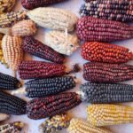 Mazorcas de varios colores exhibidas en una feria de maíz nativo de Tlaxcala en 2023; archivo, no presentación del libro de 2026.