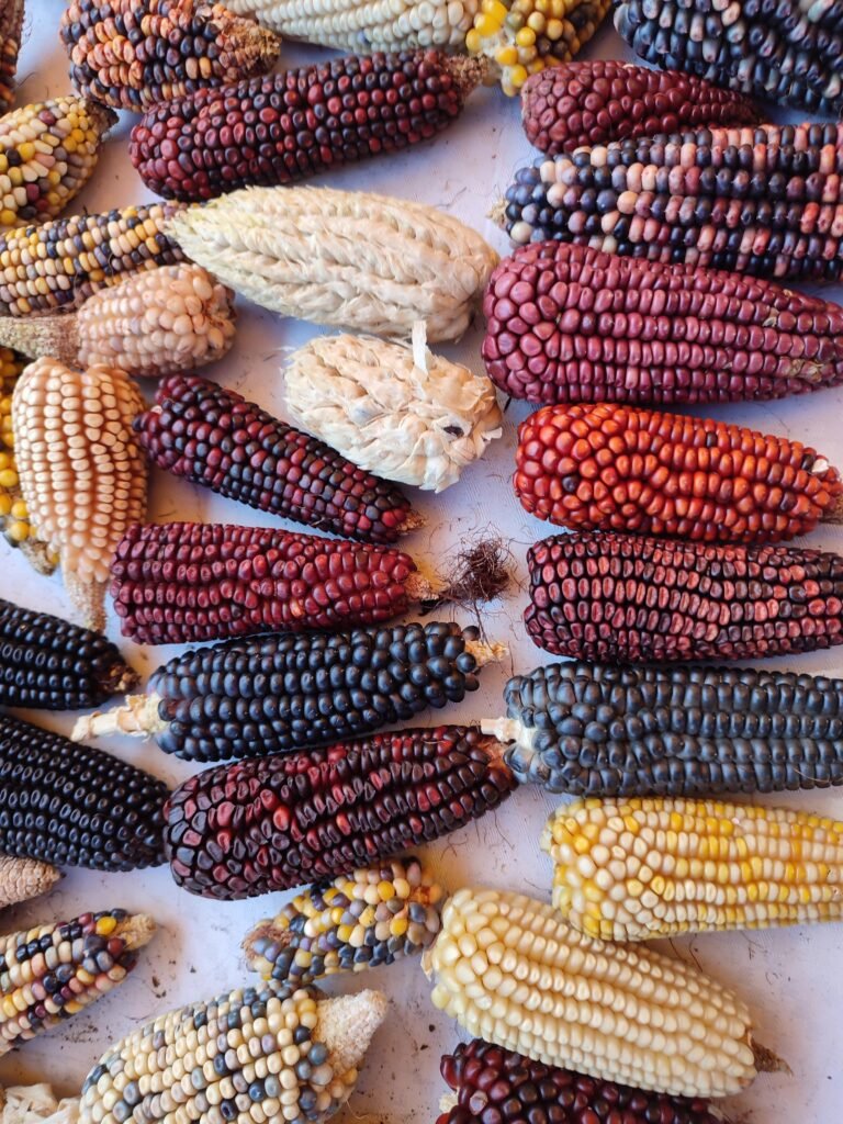 Mazorcas de varios colores exhibidas en una feria de maíz nativo de Tlaxcala en 2023; archivo, no presentación del libro de 2026.