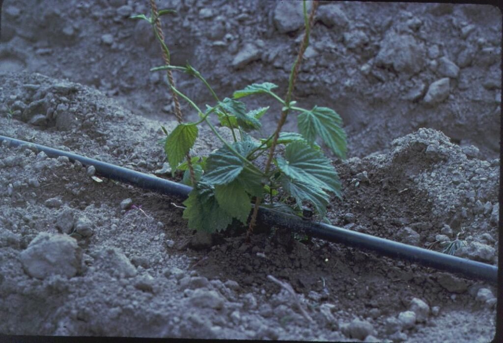 Sistema de riego por goteo en cultivo, fotografía técnica de archivo de 2004; no muestra la Expo de 2026.