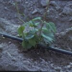 Sistema de riego por goteo en cultivo, fotografía técnica de archivo de 2004; no muestra la Expo de 2026.